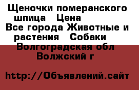 Щеночки померанского шпица › Цена ­ 25 000 - Все города Животные и растения » Собаки   . Волгоградская обл.,Волжский г.